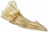 Fossil Sawfish (Onchopristis) Rostral Barb - Morocco #322824-1